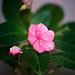 Impatiens