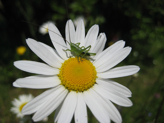 Margerite mit Heuschrecke