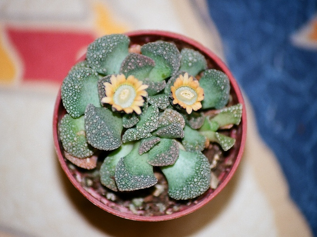 Titanopsis calcarea