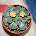 Titanopsis calcarea