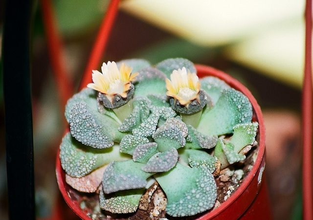 Titanopsis calcarea