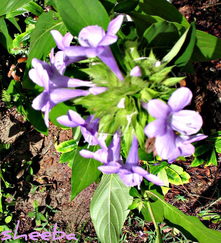 Dainty flowers...