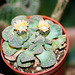 Titanopsis calcarea