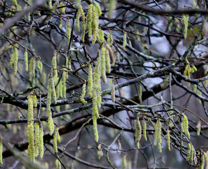 dangling catkins