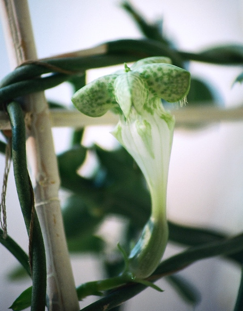 Ceropegia sandersonii