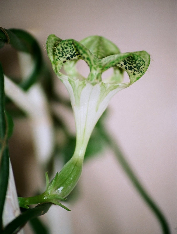 Ceropegia sandersonii