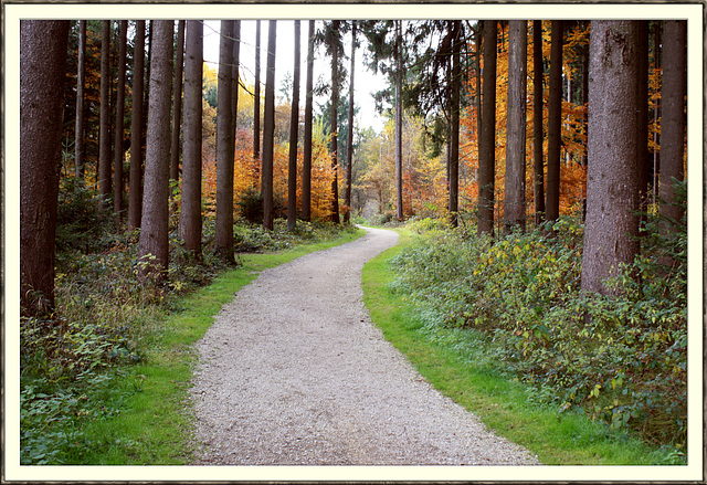 Waldspaziergang