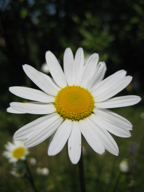 Margerite (Leucanthemum vulgare)