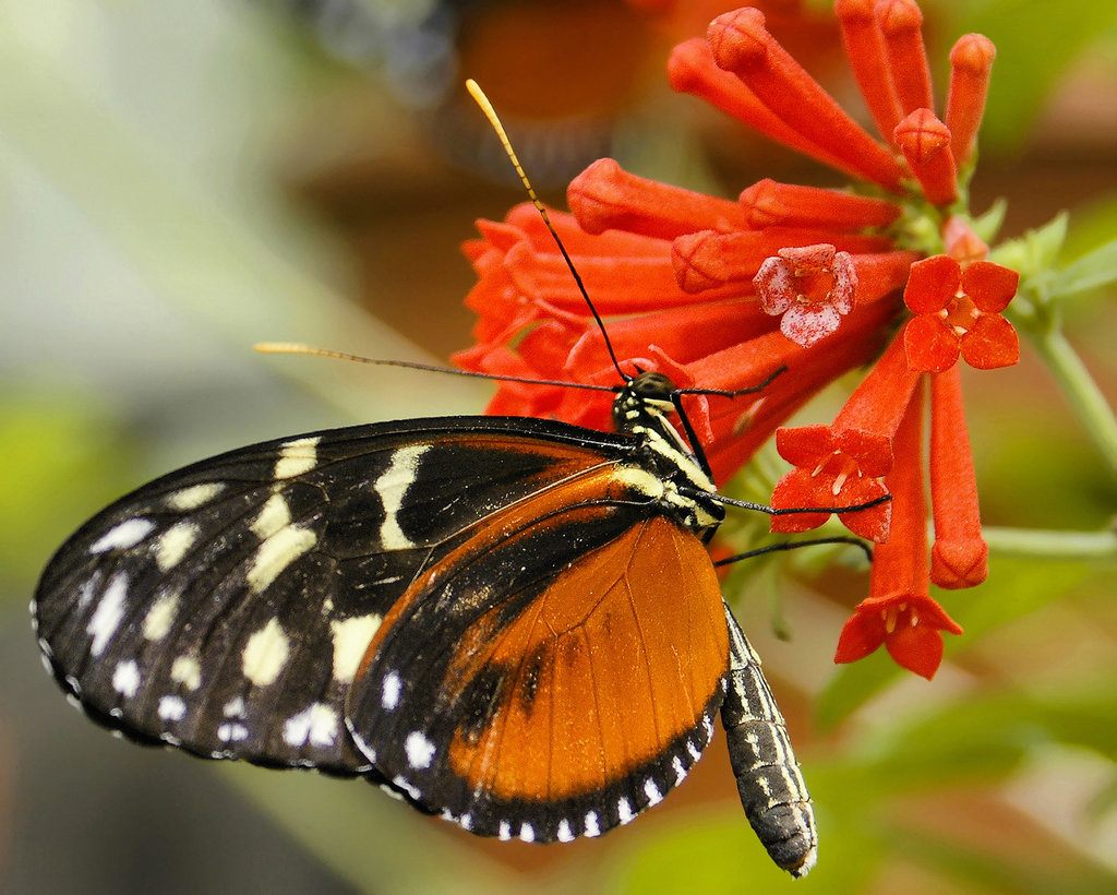 Disturbed Tigerwing – Brookside Gardens