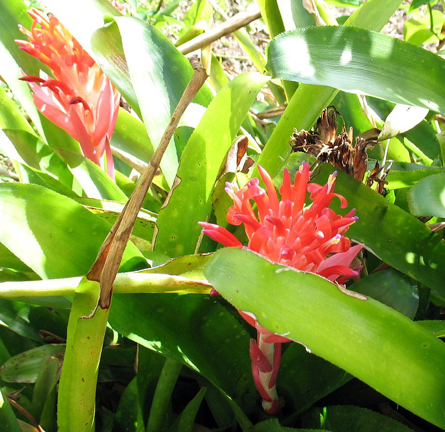 Bloomin' in the sunshine!