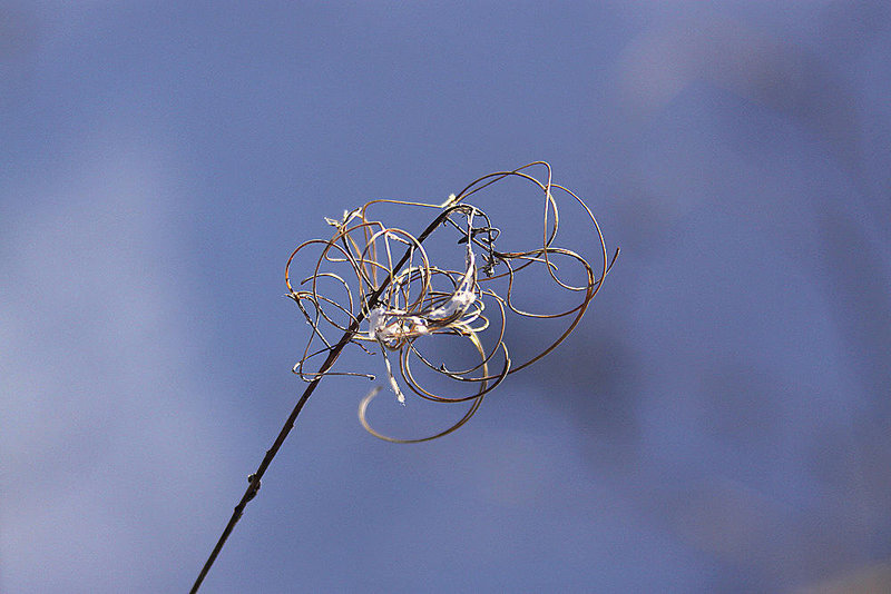 20110108 9215Aw [D~LIP] Zottiges Weidenröschen (Epilobium hirsutum) [Onagraceae], UWZ, Bad Salzuflen