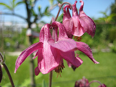 Akelei - (Aquilegia vulgaris)