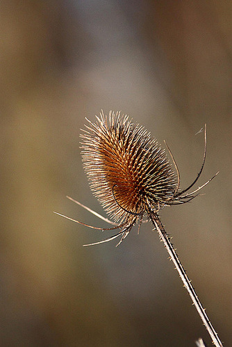 20110110 9265RAw [D~LIP] Wilde Karde (Dipsacus silvestris), UWZ, Bad Salzuflen