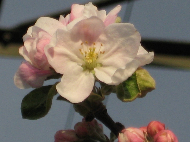 Apfelblüte