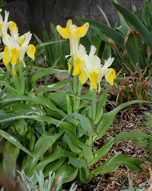 Iris bucharica (5)