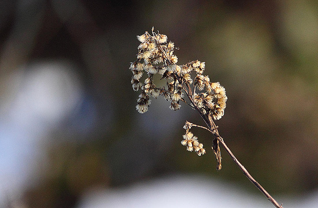 20110110 9280RAw [D~LIP] Samen, UWZ, Bad Salzuflen