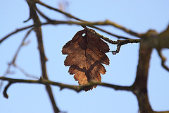 20110110 9284RAw [D~LIP] Das letzte Blatt..., UWZ, Bad Salzuflen