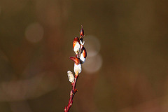 20110110 9294RAw [D~LIP] Frühlingsbote: Weidenkätzchen, UWZ, Bad Salzuflen