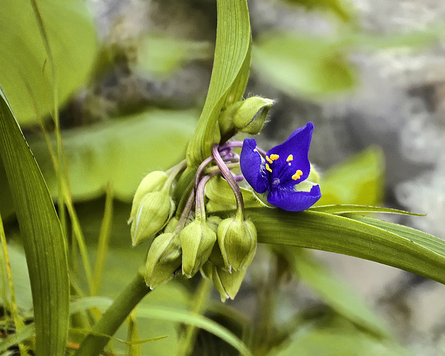 Spiderwort