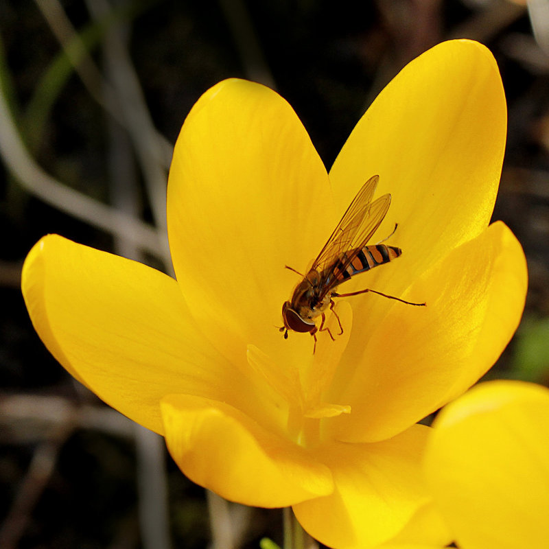 Syrphe, la decouverte du crocus