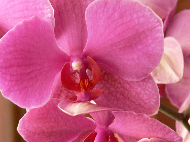 Orchidee