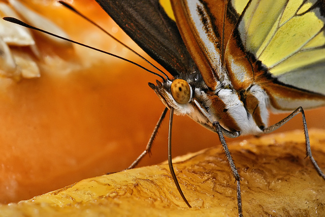 Malachite Butterfly – Brookside Gardens