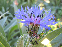 Berg-Flockenblume (Centaurea montana)