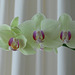 Orchideenblüten