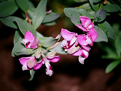 polygala myrtifolia