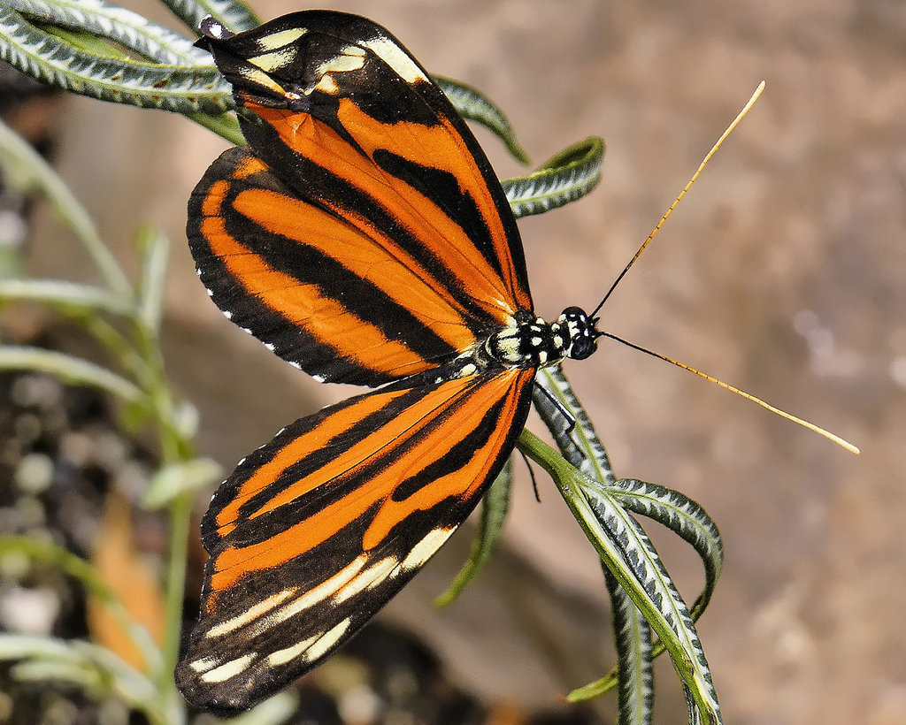 Tiger Longwing – Brookside Gardens