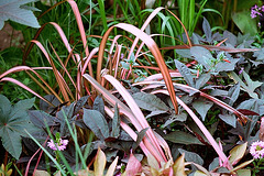 Phormium  tenax "evening glow" et Ipome batatas