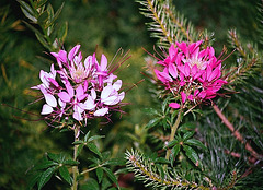 Cleome hassleriana