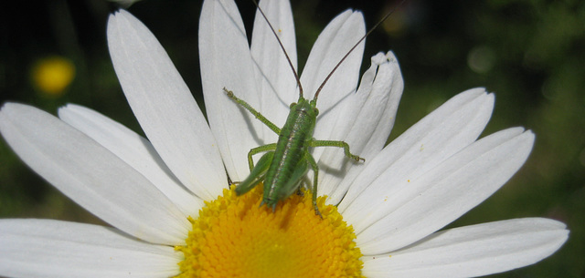 Margerite mit Heuschrecke