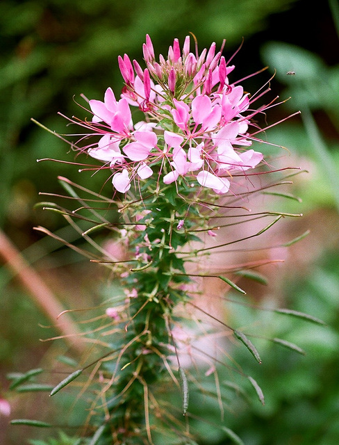 Cleome hassleriana