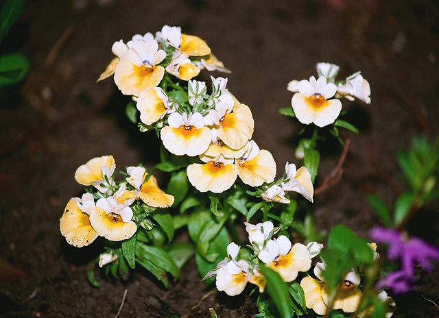 Nemesia strumosa