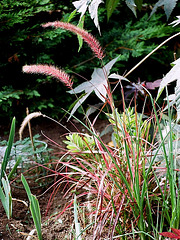 Pennisetum setaceum Fireworks"cov"