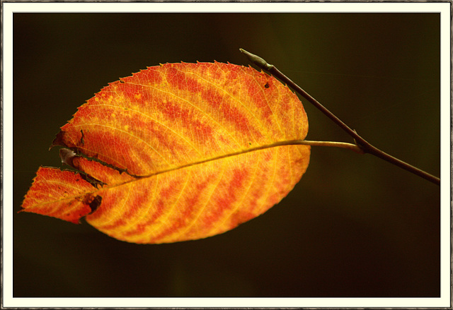 Herbst-Töne