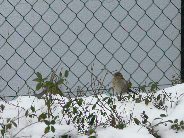 Gartenbesucher im Winter