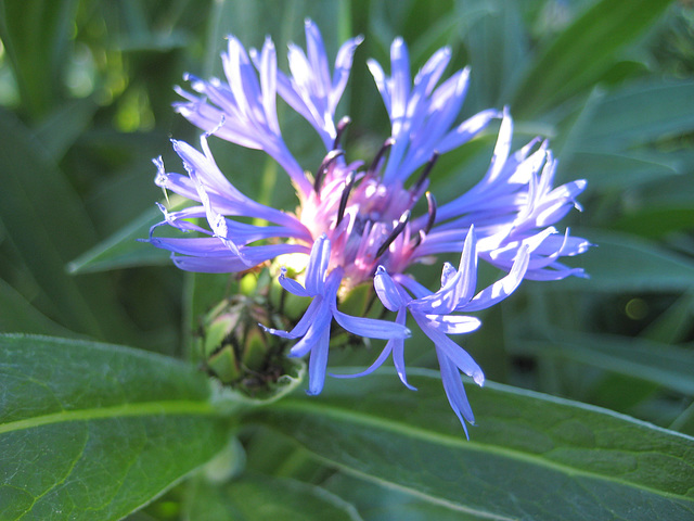 Berg-Flockenblume (Centaurea montana)