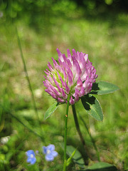 Roter Wiesenklee - (Trifolium pratense)