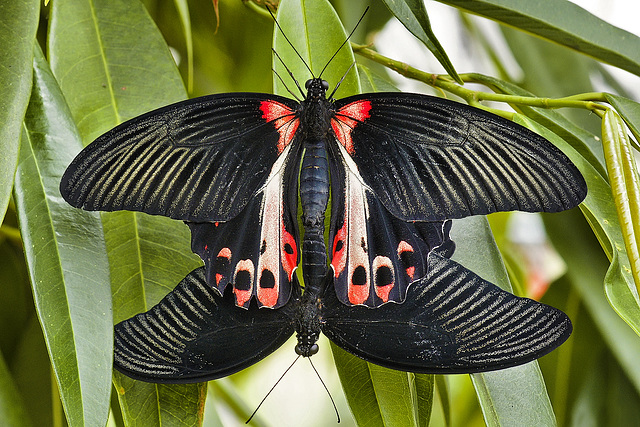 Butterfly Valentine – Brookside Gardens