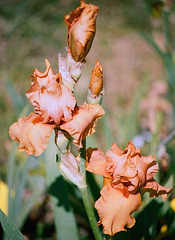 Iris Orange Embers
