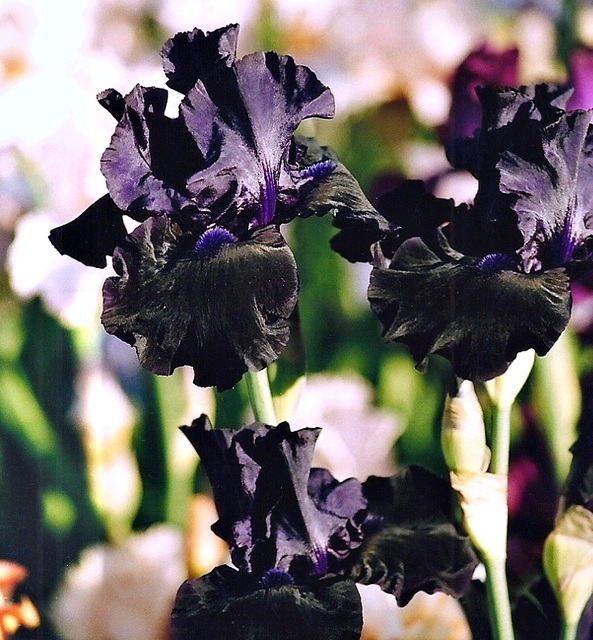 Iris Black out