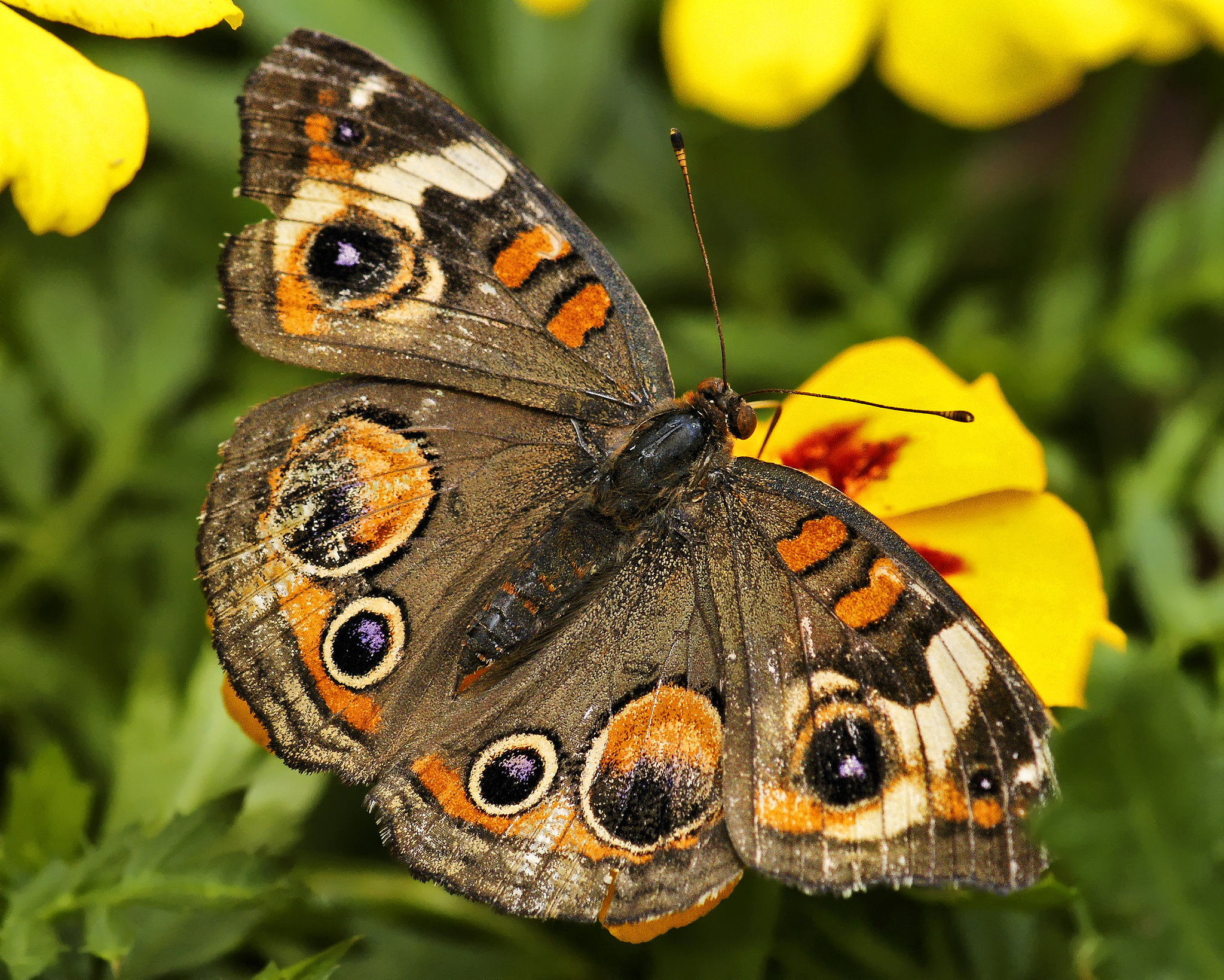 Common Buckeye – Brookside Gardens