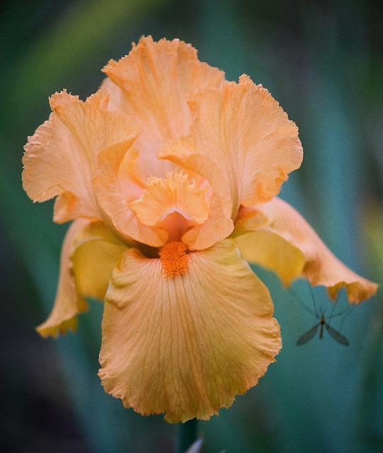 Iris Feu du ciel