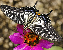 Chinese Yellow Swallowtail – Brookside Gardens Chinese Yellow Swallowtail – Brookside Gardens
