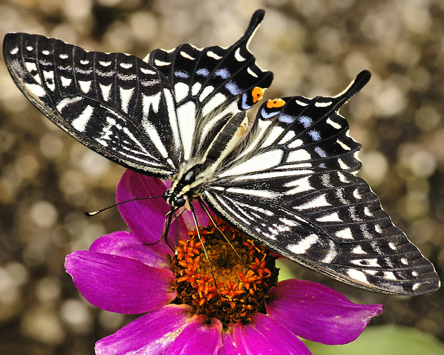 Chinese Yellow Swallowtail – Brookside Gardens
