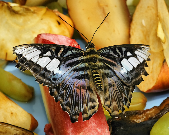 Fruit Salad – Brookside Gardens