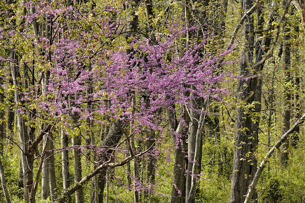 The Woods in Springtime