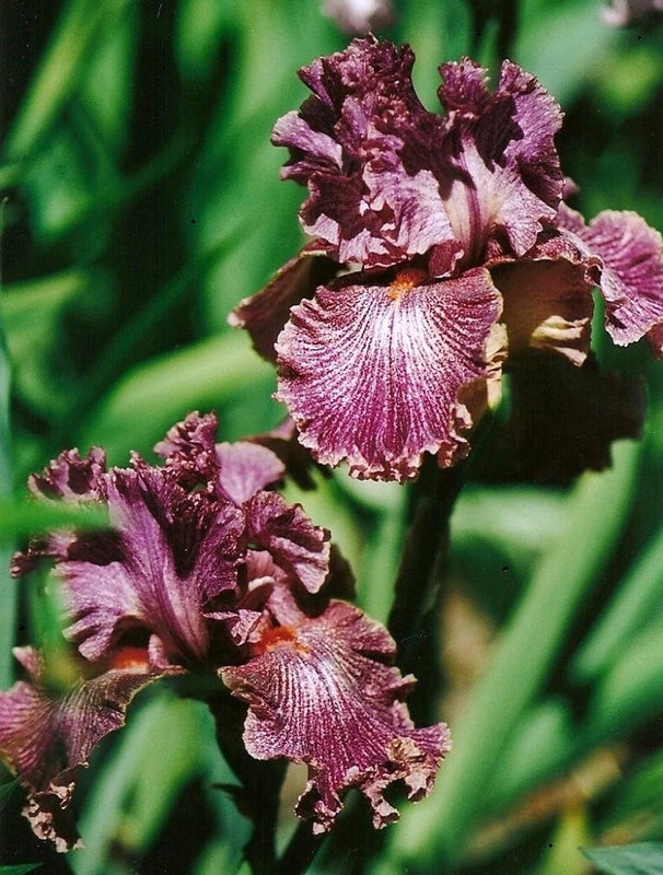 Iris Queen in Calico